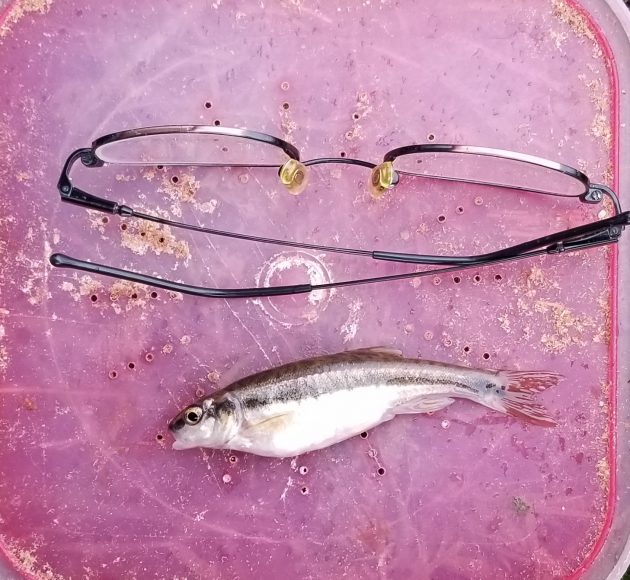 British record minnow caught by angling coach on river