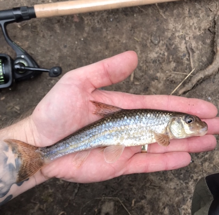 Gudgeon record rocked by angler before fishing stops in UK