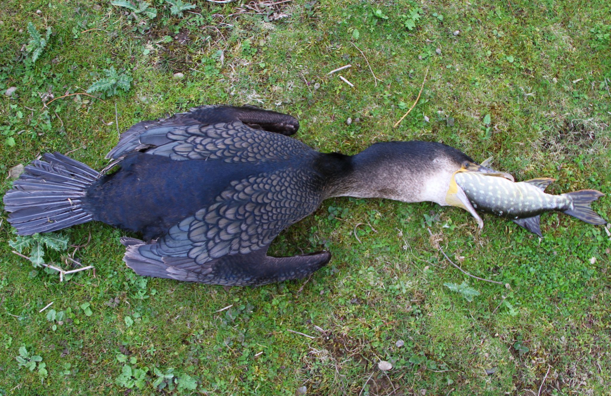 No need to kill cormorants Bellflask boss says use dummies instead!