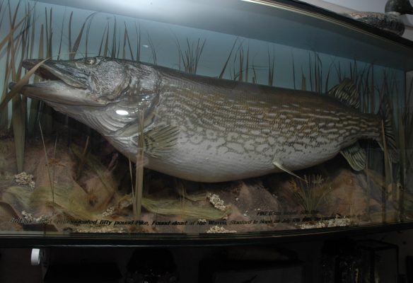 The monster Essex pike that weighed over 50 lb when discovered.