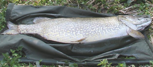 A closer view of the spawn-laden pike on a giant carp fishing sling.