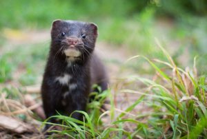 Anglers warned after mink linked to Covid infection