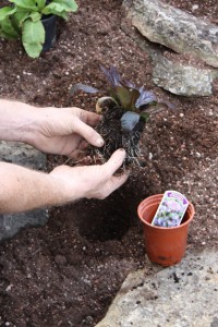 alpine rockery