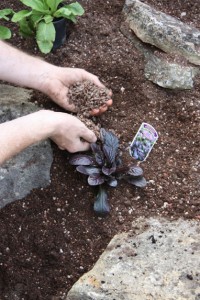 alpine rockery