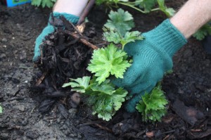 Perennial Border Mulch