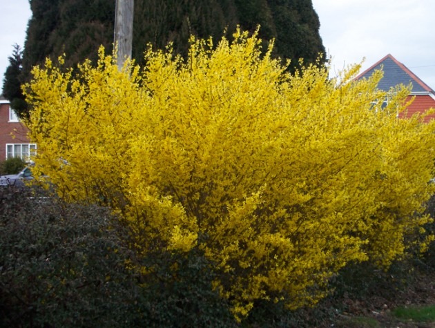 Pruning Forsythia The Right Way Amateur Gardening