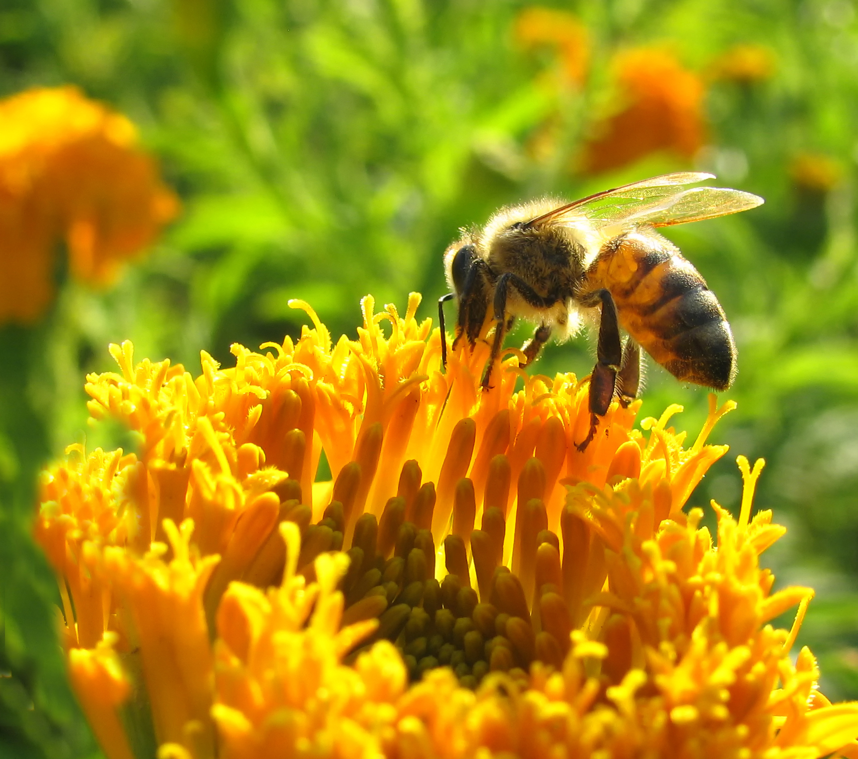 Gardeners pledge to help honey bees survive Amateur Gardening