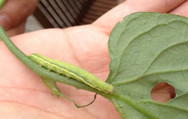 tomato moth caterpillar