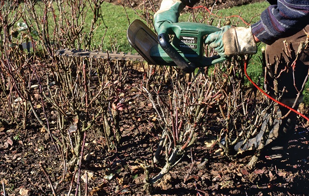 Prune roses