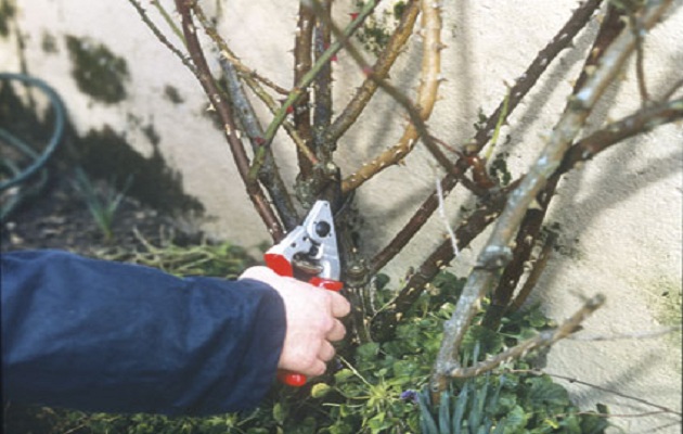 Prune roses