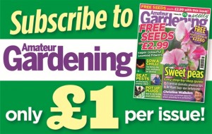 Hazel's ad (2)