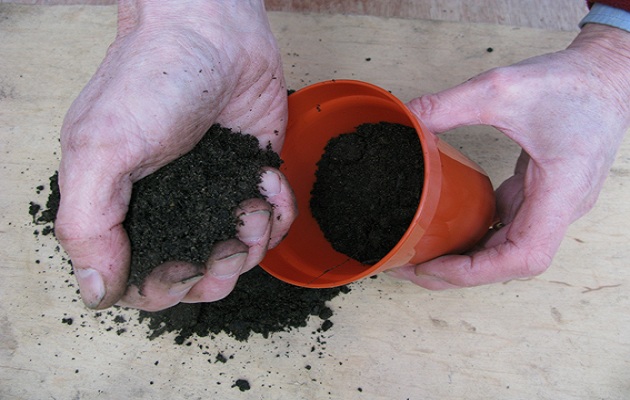 sow seeds