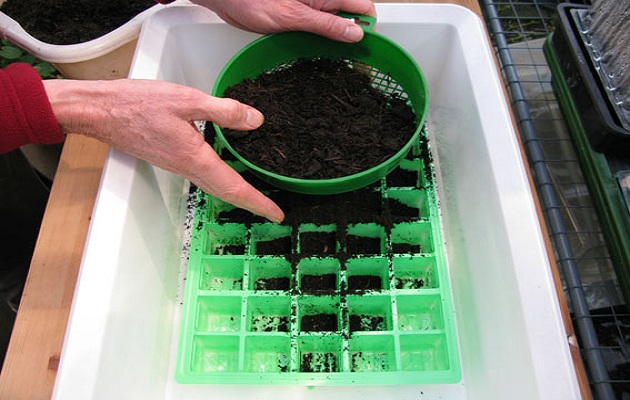 sow seeds