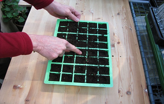 sow seeds
