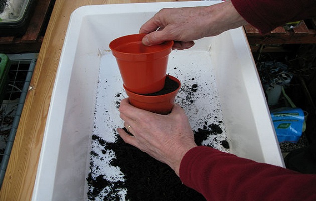 sow seeds