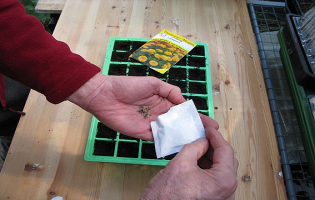 sow seeds