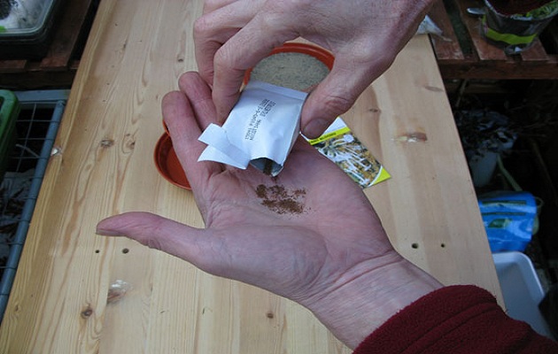 sow seeds