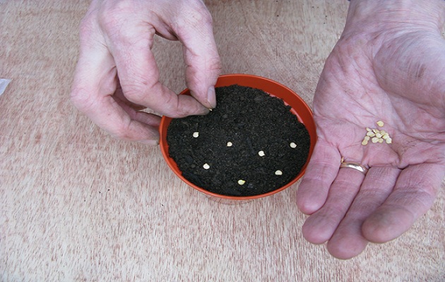 sow seeds