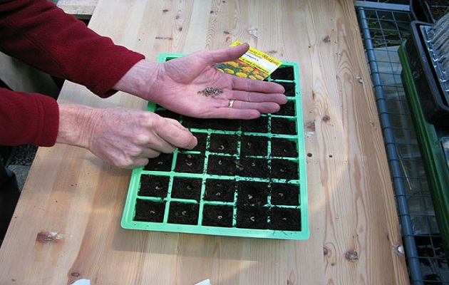 sow seeds
