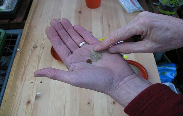 sow seeds