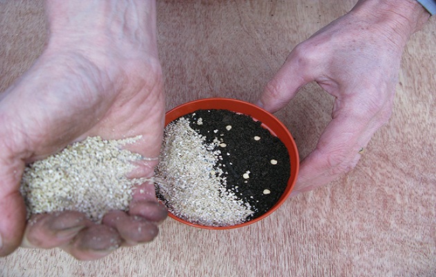 sow seeds