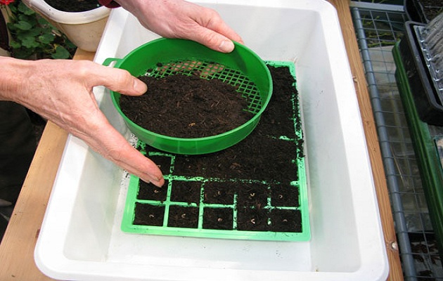 sow seeds