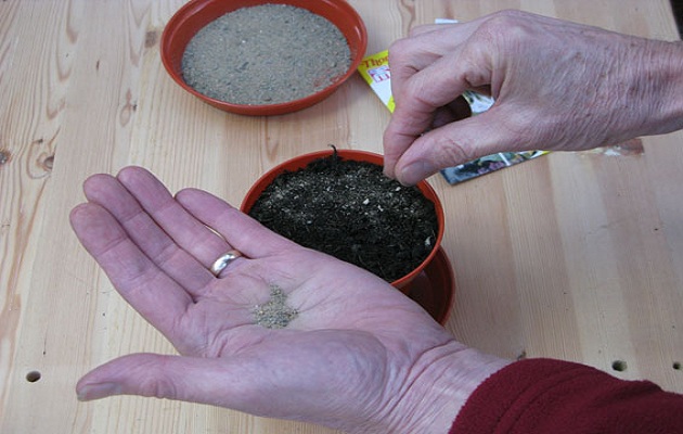 sow sseeds