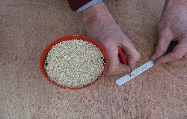 sow seeds
