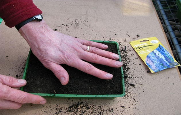 sow seeds