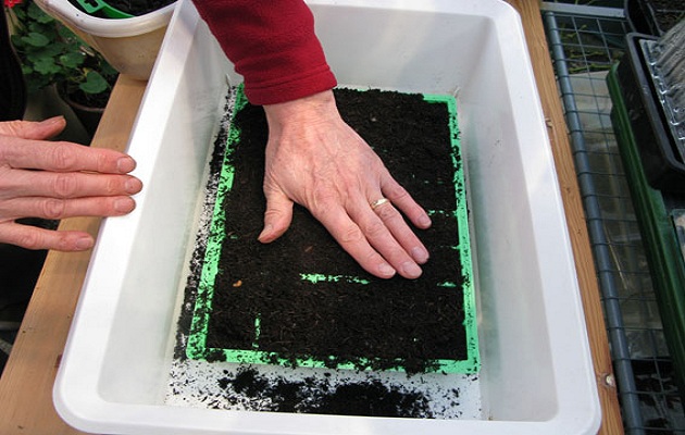 sow seeds