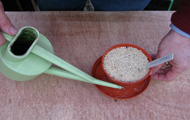 sow seeds