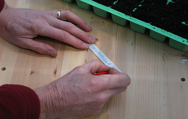 sow seeds
