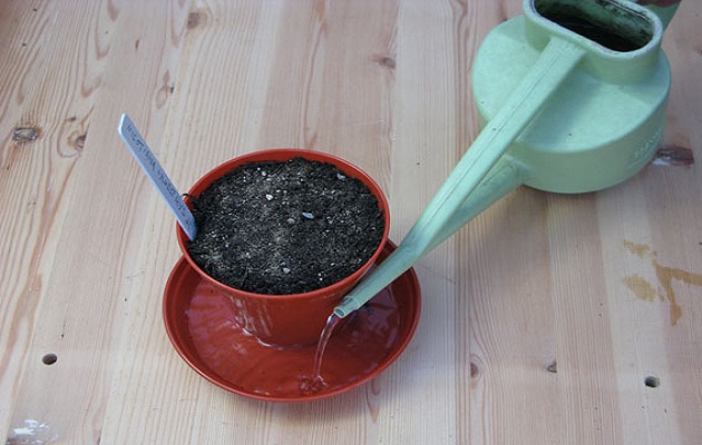 sow seeds