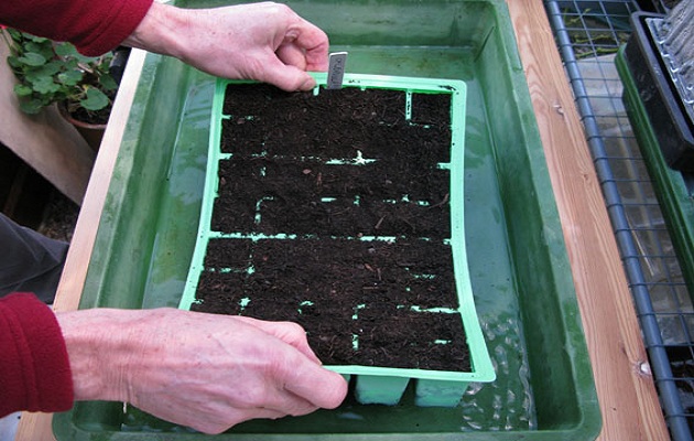 sow seeds