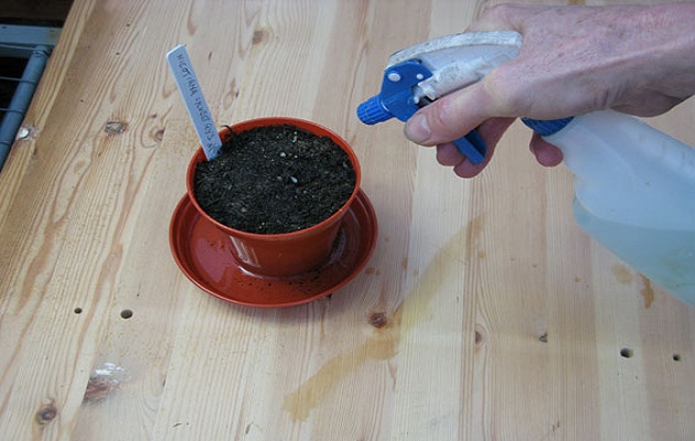 sow seeds