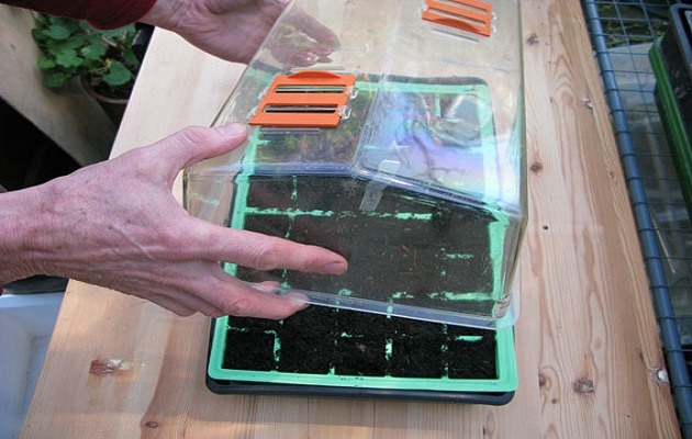 sow seeds