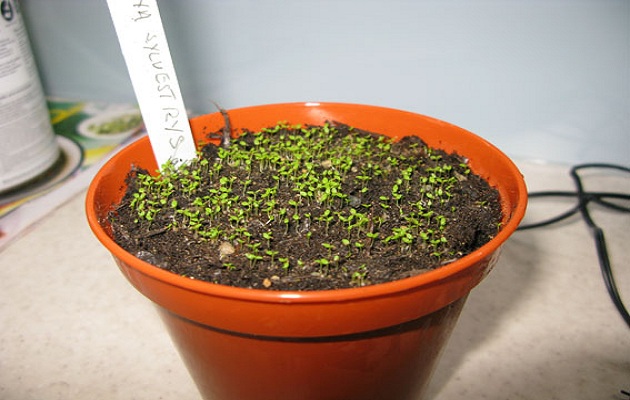 sow seeds