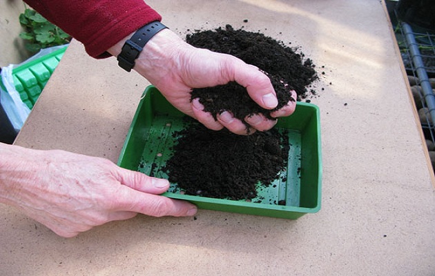 sow seeds