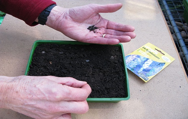 sow seeds