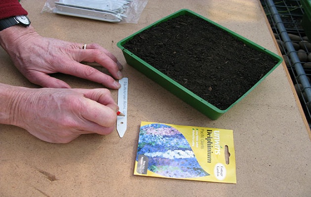 sow seeds