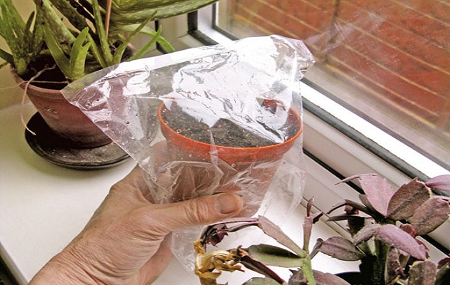 sow seeds