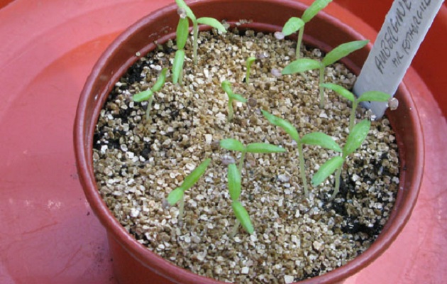 sow seeds