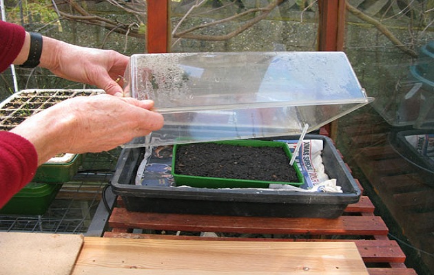 sow seeds