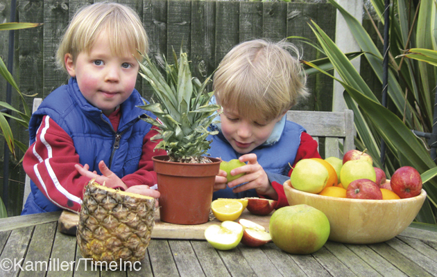 Growing Fruit Pips Gardening How To Grow Fruit Pips A Great Gardening Project For Kids
