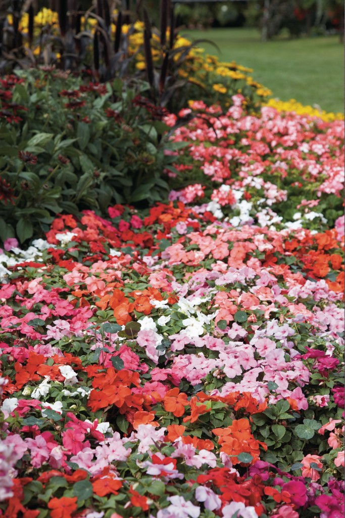 Busy Lizzies make a comeback after downy mildew outbreak Amateur