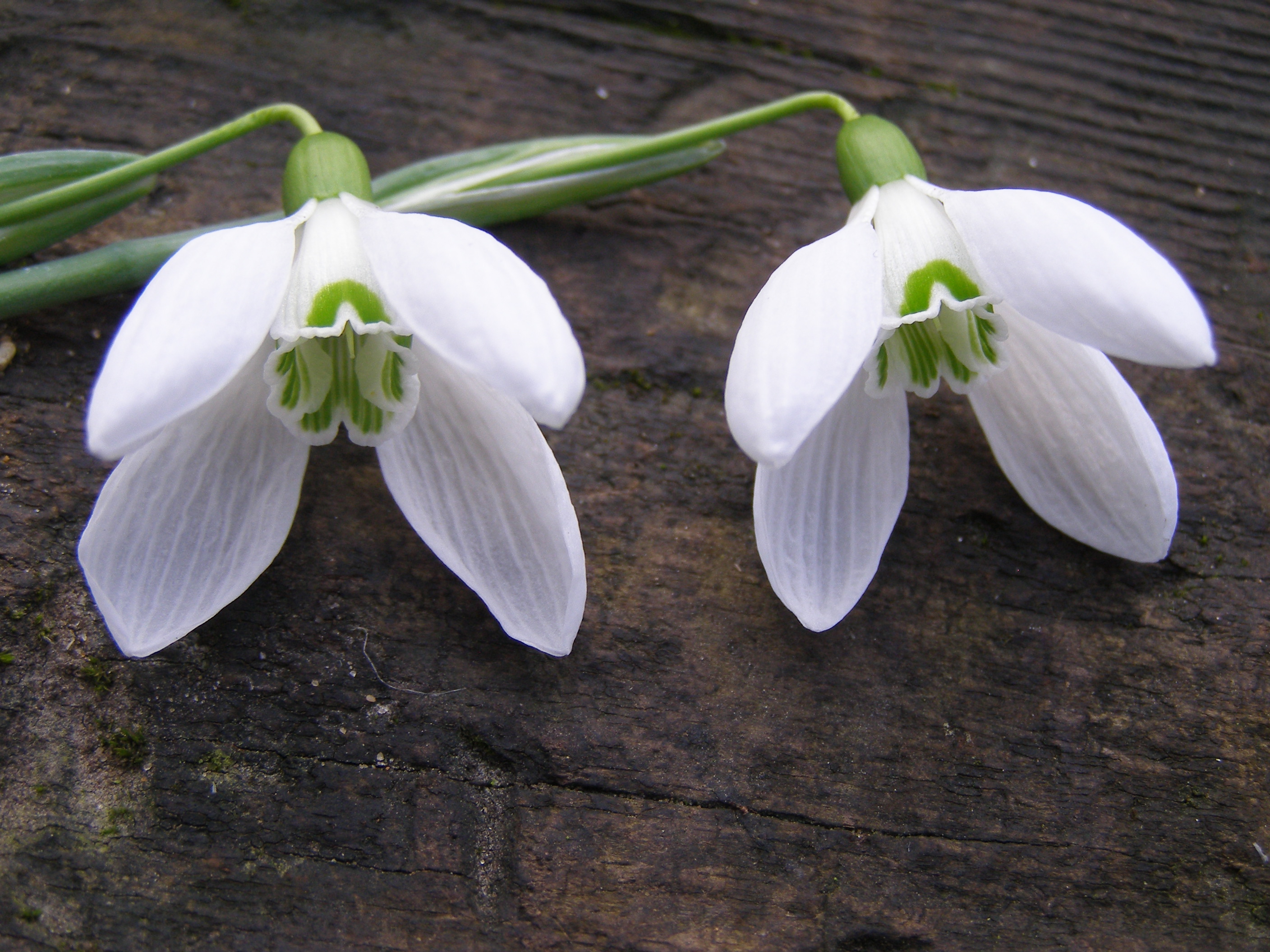 Snowdrop Collector Names New 80 Bloom Amateur Gardening