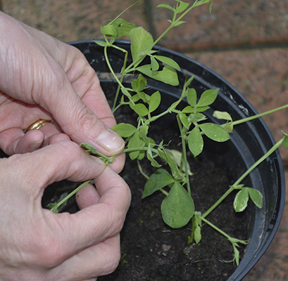 pinching out sweet peas for web
