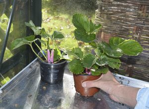 strawberry inset jan 6 2018