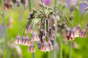 Nectaroscordum siculum growing in an English garden. Sicilian honey garlic.
