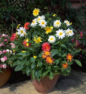 Terracotta pot with Dahlia Satellite